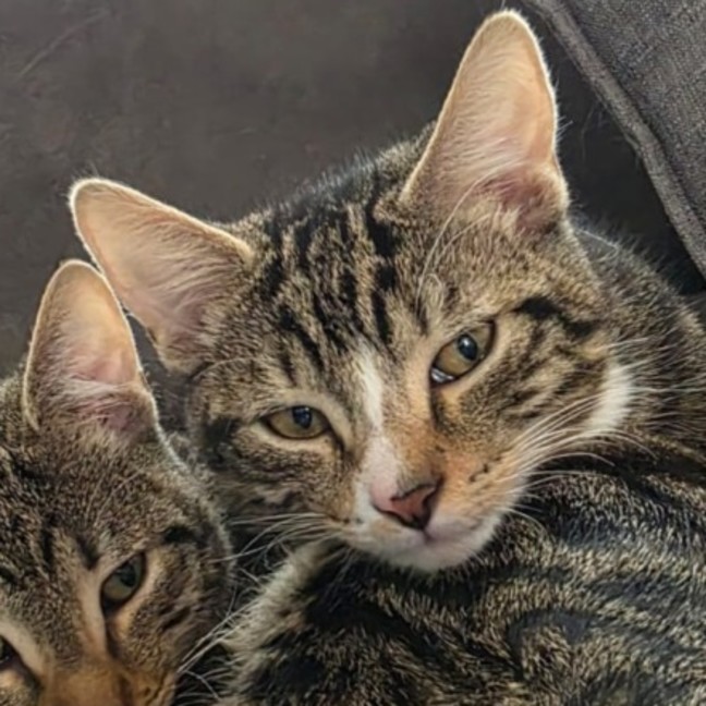 Photo of Buzz ^^Dandy Cat Rescue^^