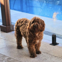 Photo of Humphrey & Heidi 