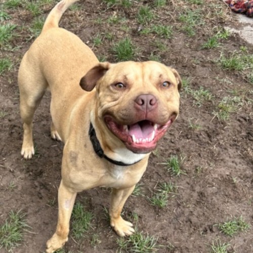 Heimdall - Staffordshire Bull Terrier Dog