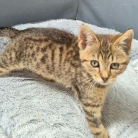 Photo of Quick Silver **2nd Chance Cat Rescue**