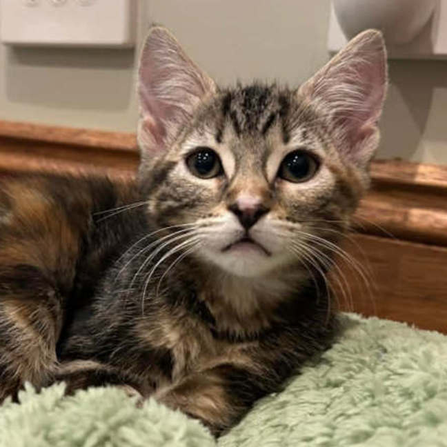 Photo of Little Miss Spink 🌺🌼🌹