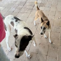 Photo of Honey 