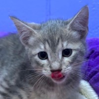 Photo of Pippin