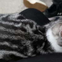 Photo of Fern 