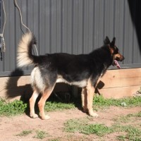Photo of Buddy