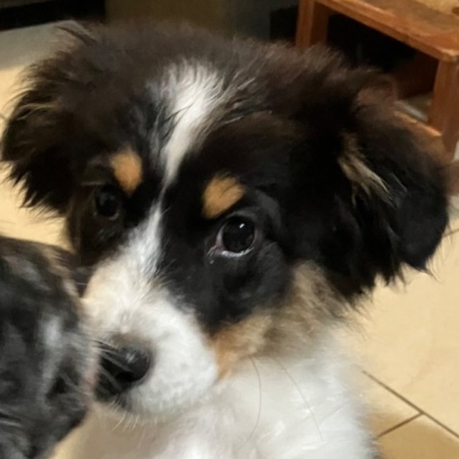 Photo of Toby (Pip)