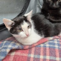 Photo of Kiah ** 2nd Chance Cat Rescue**