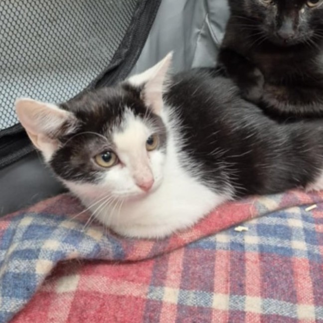 Photo of Kiah ** 2nd Chance Cat Rescue**