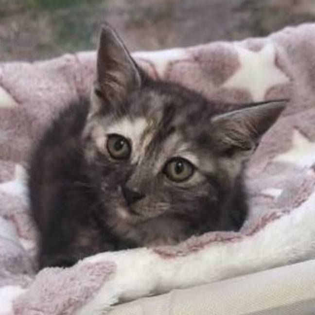 Photo of Pearl