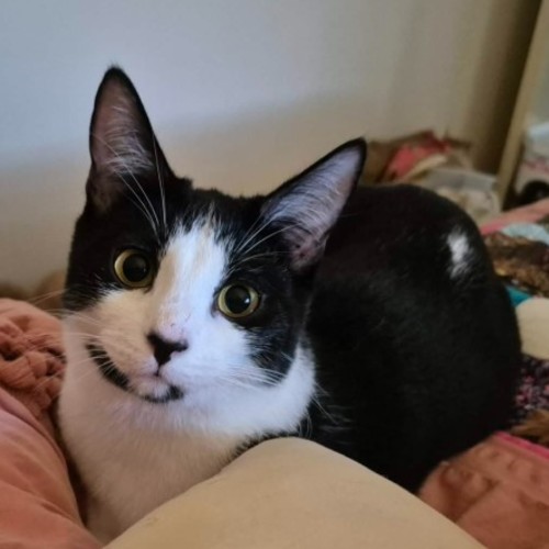 May ** 2nd Chance Cat Rescue** - Domestic Short Hair (DSH) Cat