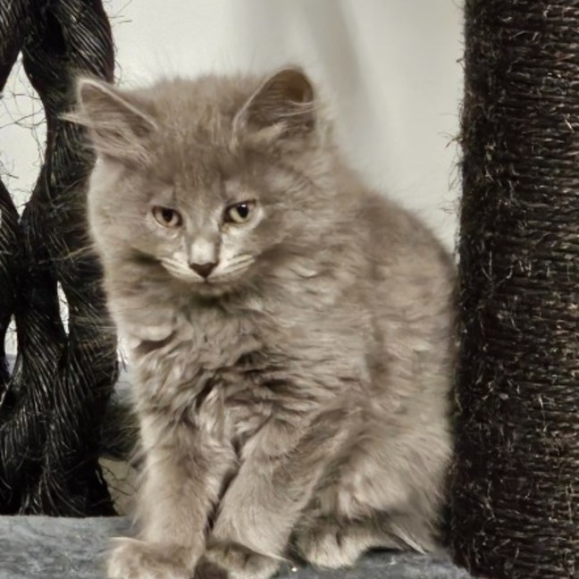 Photo of Buddy ** 2nd Chance Cat Rescue **