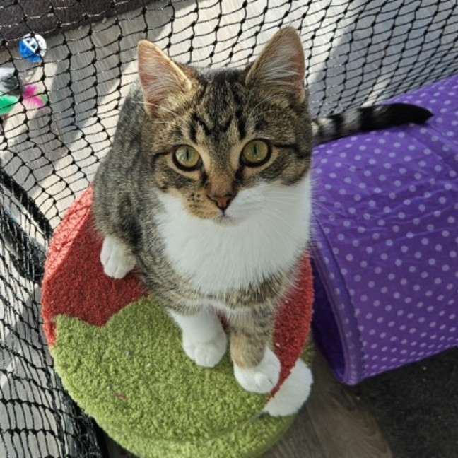 Photo of Stitch
