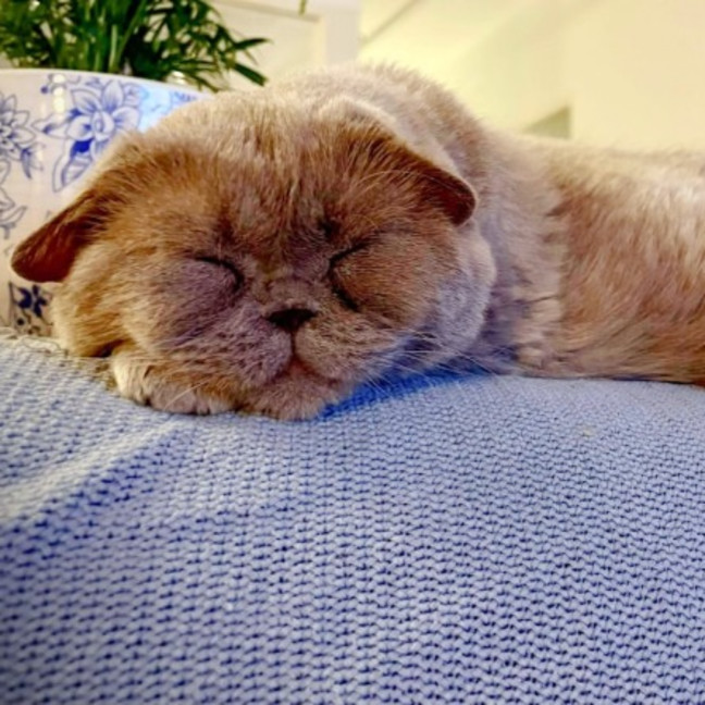 Photo of 🪻Wisteria🪻