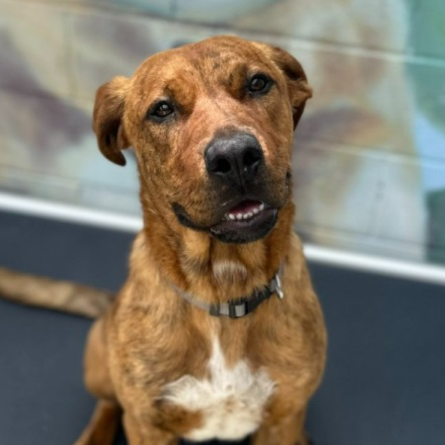 Photo of 🍪 Scooby 6714 🍪