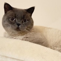 Photo of Sir Earl Grey