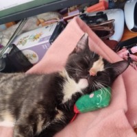 Photo of Princess ** 2nd Chance Cat Rescue**