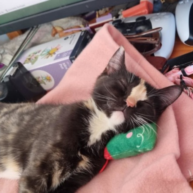 Photo of Princess ** 2nd Chance Cat Rescue**