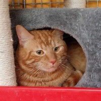 Photo of Bee Gee **2nd Chance Cat Rescue** 