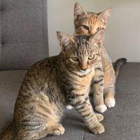 Photo of Sophia & Coco