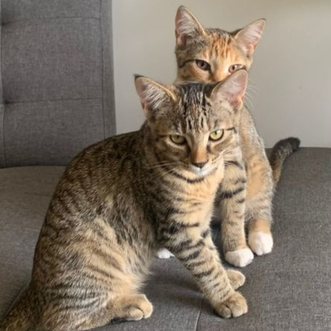 Photo of Sophia & Coco