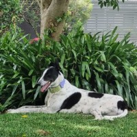 Photo of Maxie, The Greyhound