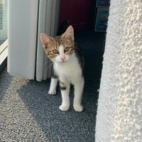 Photo of Spock