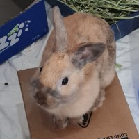 Photo of Dusty