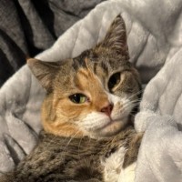 Photo of Ginger