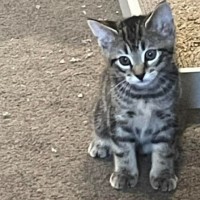 Photo of Chase