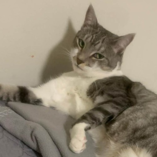 Ellie - Domestic Short Hair (DSH) Cat