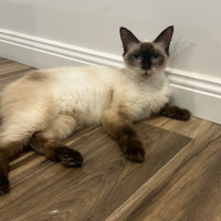 Photo of 🍫 Coco 🍫