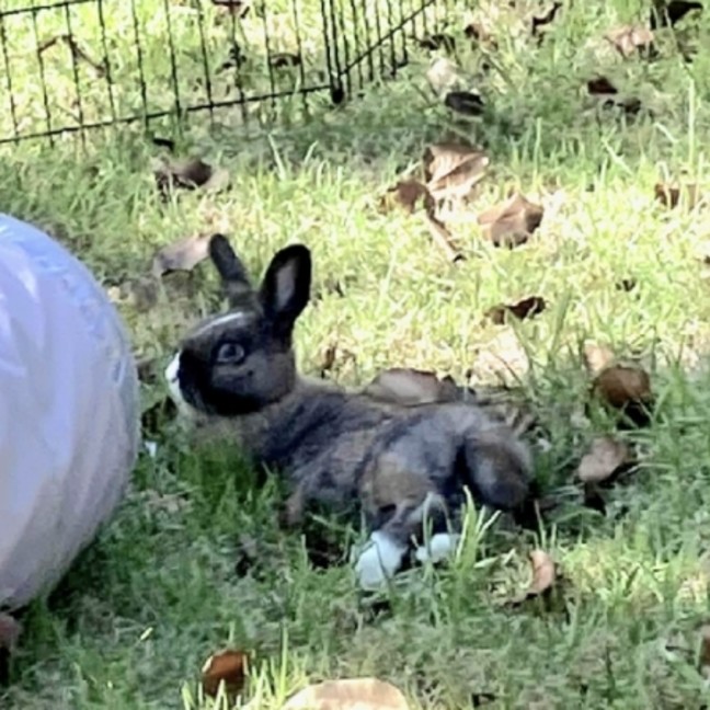 Photo of Bella (Located In Mount Eliza)