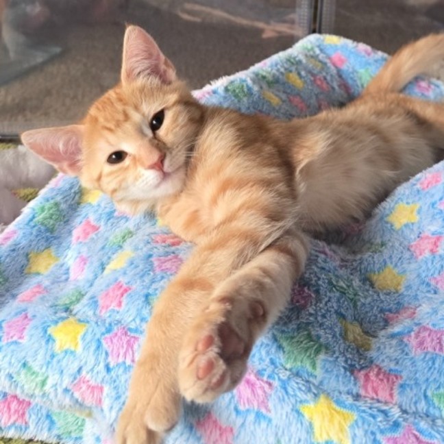 Photo of Rusty