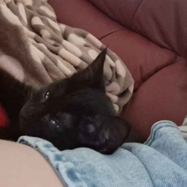 Photo of Shadow 