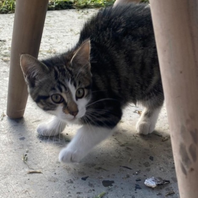 Photo of Widget