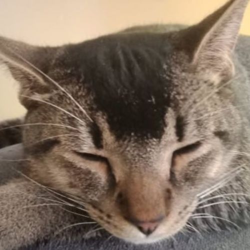 Smokey - Domestic Short Hair Cat