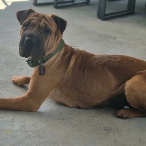 Beth - Shar Pei Dog