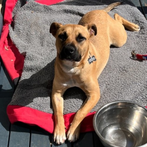 Amarti - Staffordshire Bull Terrier Dog