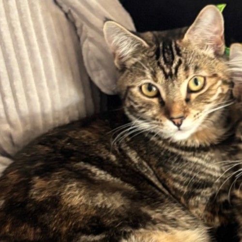 Elysia - Domestic Short Hair (DSH) Cat