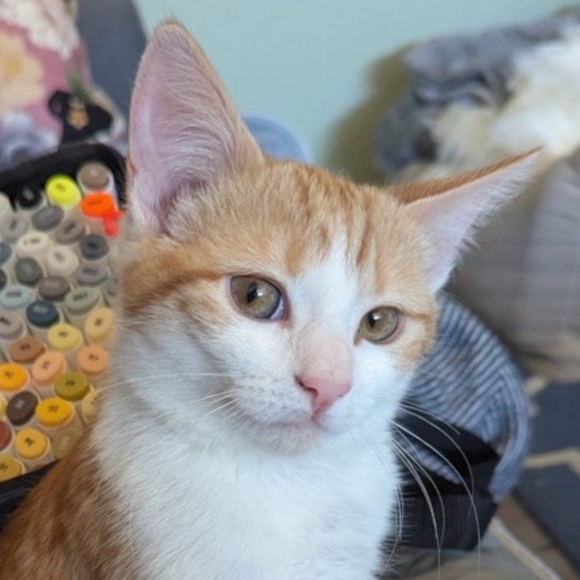 Photo of Ricette (Ricky)