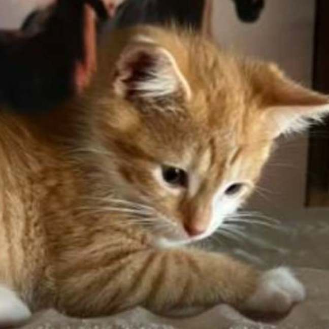 Photo of Ginger And Precious 