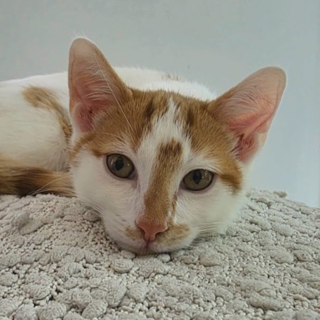 Photo of Basil