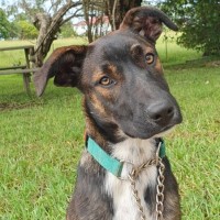 Photo of Vixen
