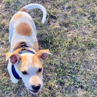 Photo of Pokey