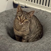 Photo of Constantine **2nd Chance Cat Rescue**