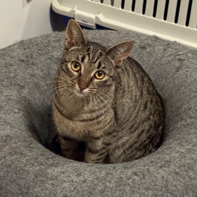 Photo of Constantine **2nd Chance Cat Rescue**