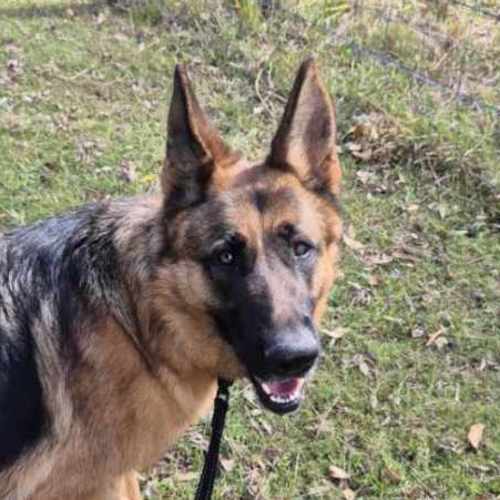 Stella - German Shepherd Dog