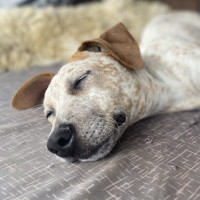 Photo of Rusty ~ Red Cattle Dog Puppy