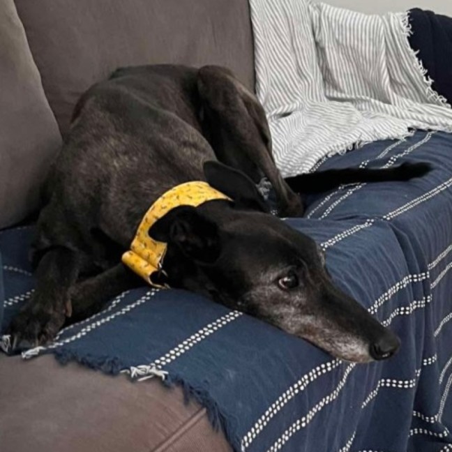 Photo of Danny, The Greyhound 
