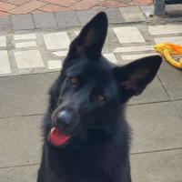 Photo of Luna